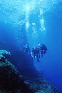 Diving in the heart of Mediterranean with the vibrant marine life of the Maltese islands 