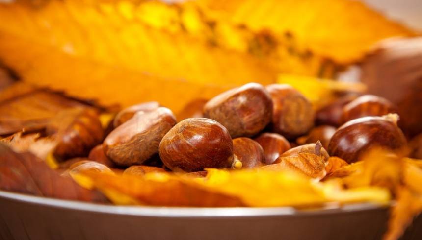 The season for foliage, chestnuts and truffles in Tuscany, Italy