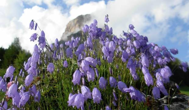 Natural park of Cortina d'Ampezzo, Dolomites