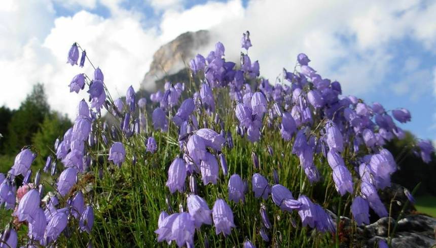 Natural park of Cortina d'Ampezzo, Dolomites