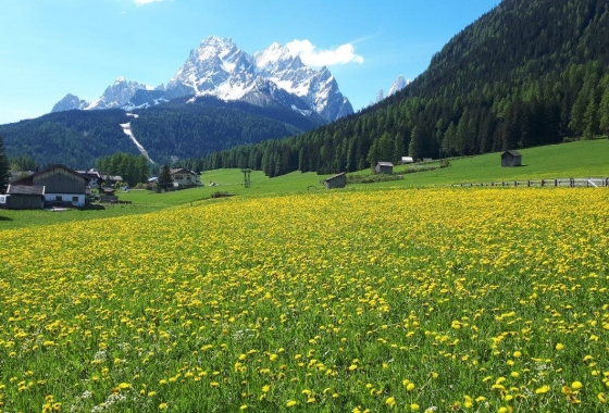 Sale - Apartment - Sexten