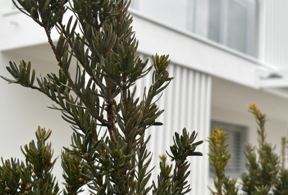 New build - Penthouse - Bressanone